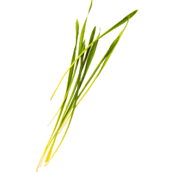Barley Sprout