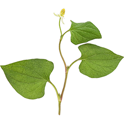 Hottuynia Cordata