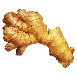 Fermented Ginger