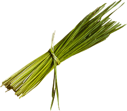 Wheatgrass