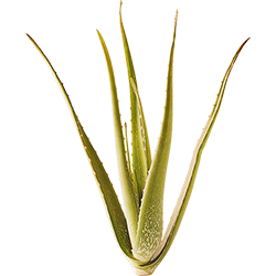 Aloe