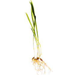 Oat Sprouts
