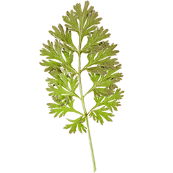 Wormwood